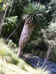 Furcraea parmentieri