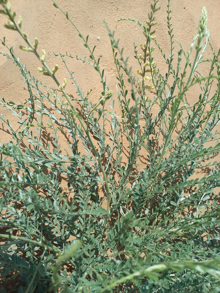 Sophora songarica