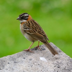 Zonotrichia capensis