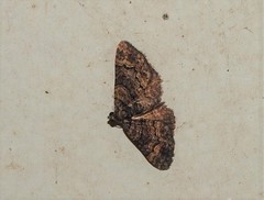 Eucymatoge peplodes