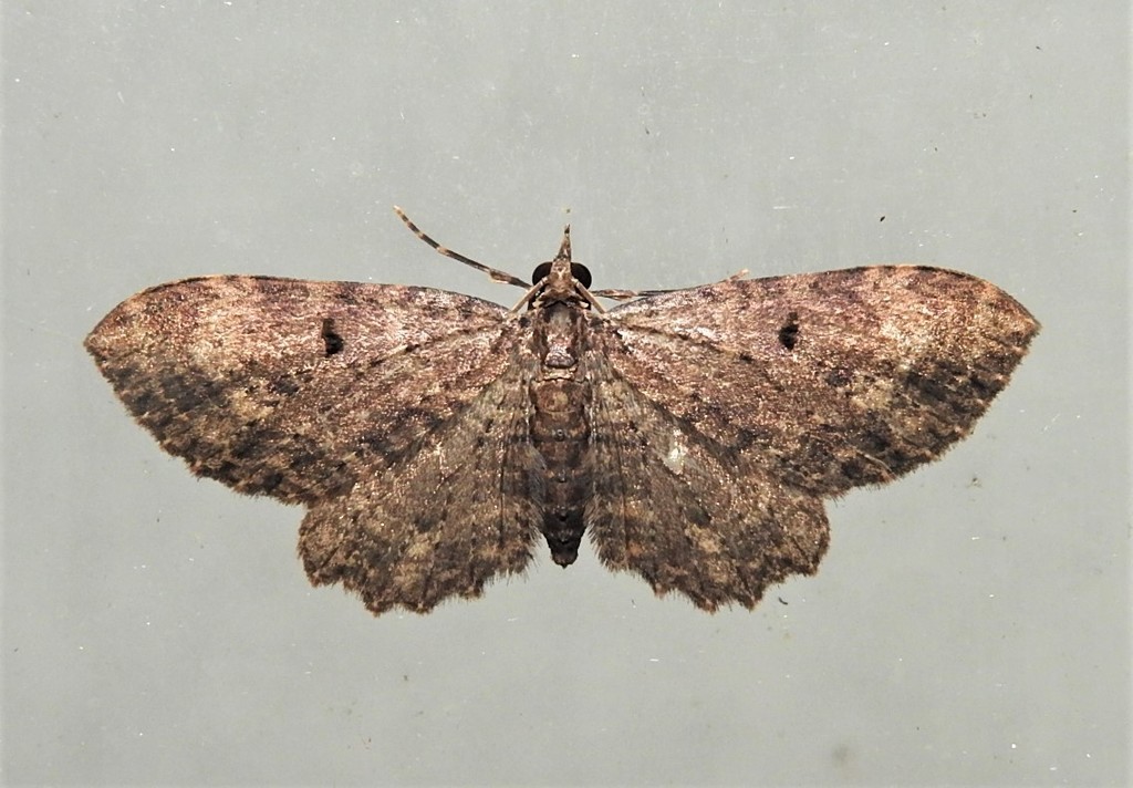Melanthiini