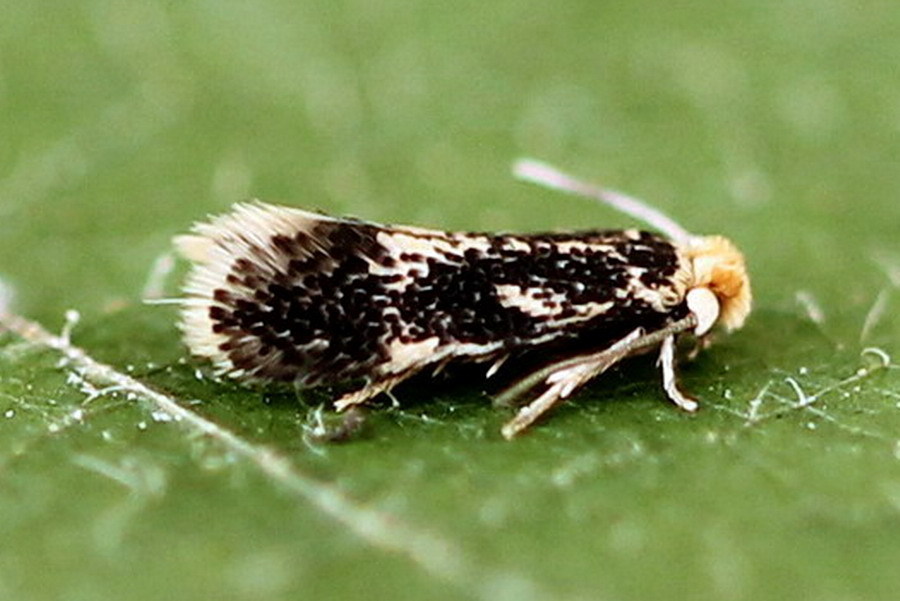 New Poplar Pigmy