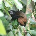 Saddleback Tamarin - Photo (c) Dany Sloan, some rights reserved (CC BY-NC)