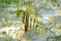 Barred Pargo photo 3