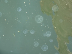 Aurelia aurita