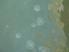 Aurelia aurita