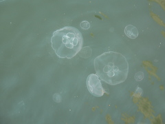 Aurelia aurita