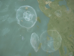 Aurelia aurita