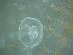 Aurelia aurita
