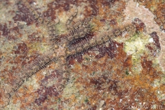 Ophiotrichidae