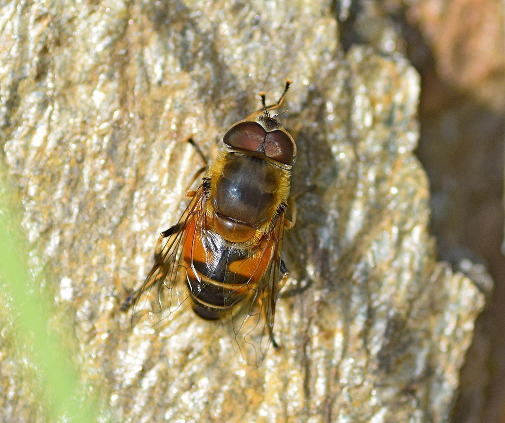 Eristalis pratorum