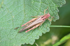 Chorthippus maritimus maritimus