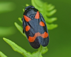 Cercopis