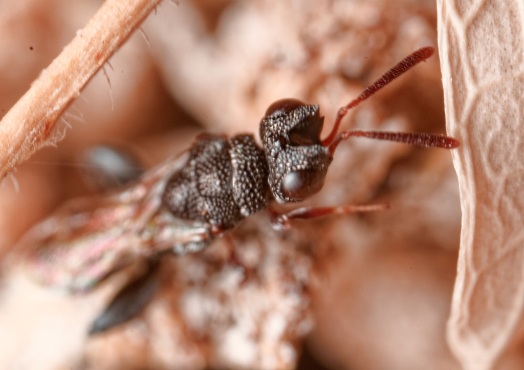 Dirhinus giffardii