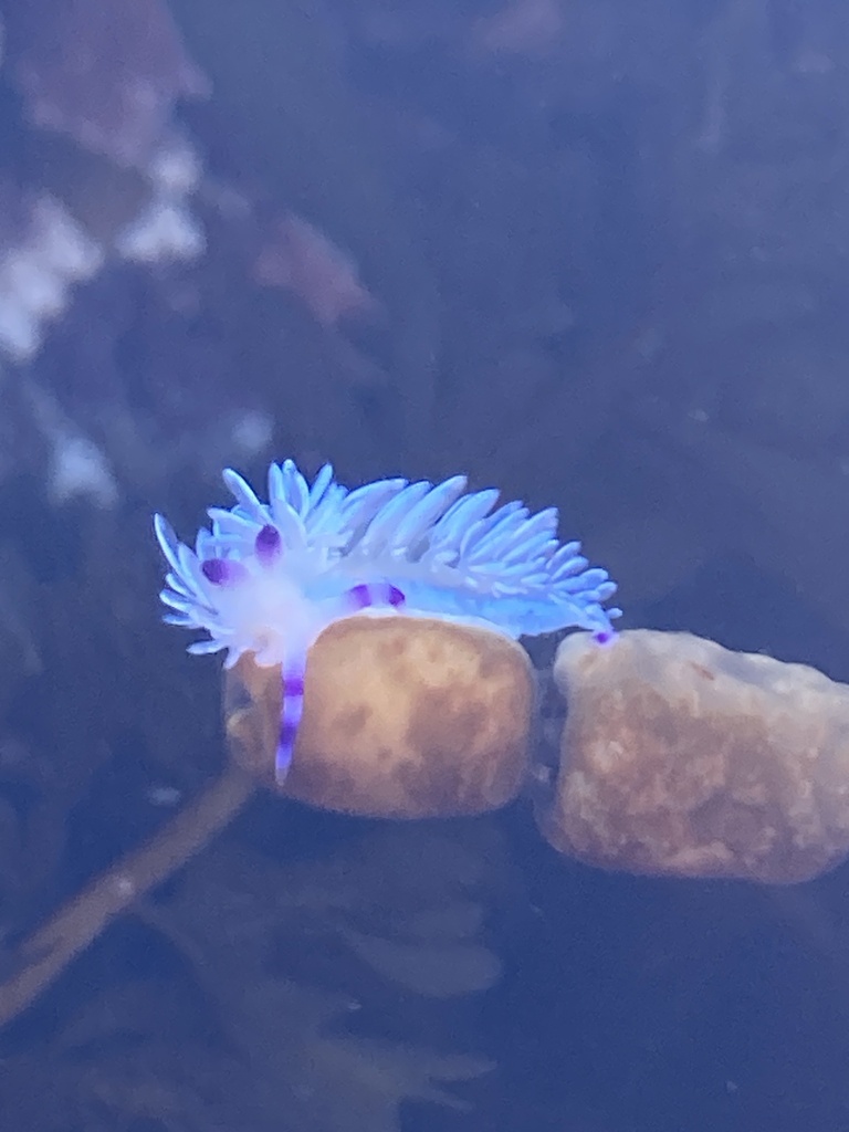 Australian Blue Dragon
