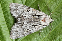 Acronicta cuspis