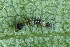 Acronicta cuspis