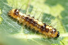 Acronicta cuspis
