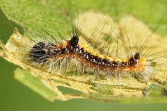 Acronicta cuspis