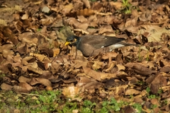 Acridotheres tristis