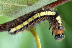 Acronicta cuspis
