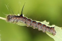 Acronicta cuspis
