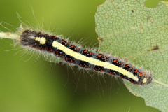 Acronicta cuspis