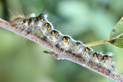 Acronicta cuspis