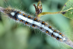 Acronicta cuspis