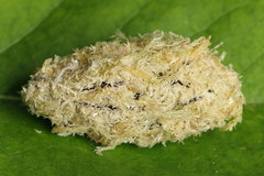 Acronicta cuspis