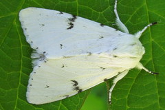 Acronicta leporina