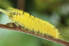 Acronicta leporina