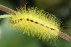 Acronicta leporina