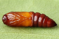 Acronicta leporina