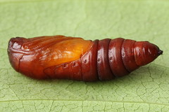 Acronicta leporina