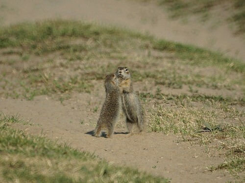 Vorontsov's Ground Squirrel
