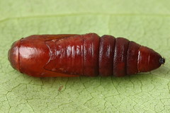 Acronicta leporina
