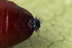 Acronicta leporina