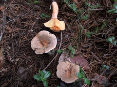 Lactarius quieticolor