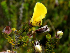 Aspalathus linguiloba
