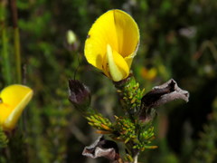 Aspalathus linguiloba