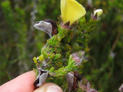 Aspalathus linguiloba