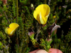 Aspalathus linguiloba