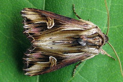 Actinotia polyodon