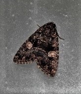Condica macrosema