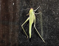 Polichne
