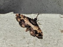Nacoleia amphicedalis