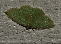 Eucyclodes metaspila