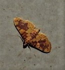 Conogethes haemactalis