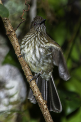 Sumatran Bulbul photo 2